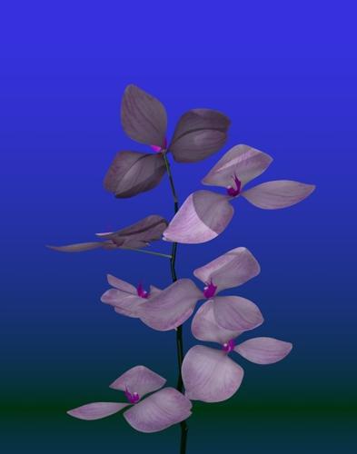 Orchid