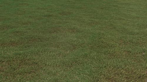 Short Grass
