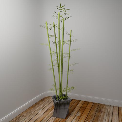 Bamboo