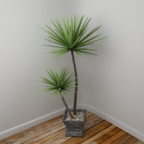 Yucca plant