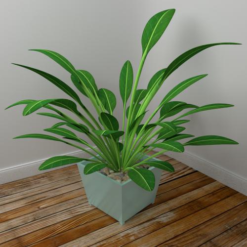 Medium indoor plant