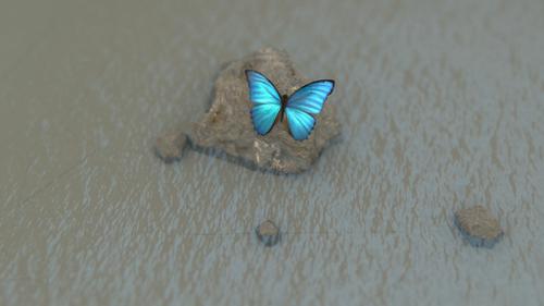 Butterfly